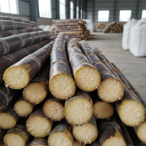 Sourcing the Best Raw Sugarcane Stalks for High-Quality Juice